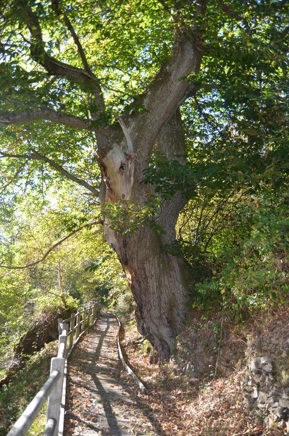 ホテルNucleo Rural Tixileiro Sisterna エクステリア 写真